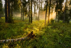 Foto © Shutterstock.com