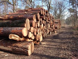 Foto © GD Holz